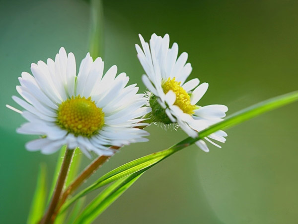 一般盆栽花卉什么时间修剪好？