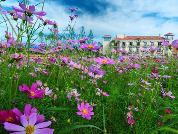 格桑花/波斯菊花海