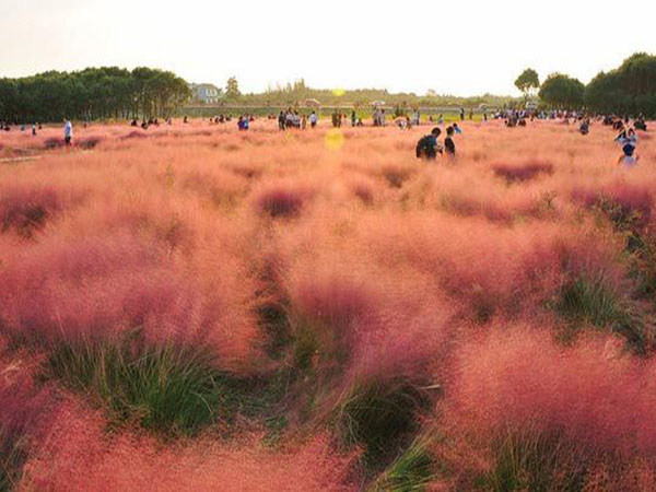 粉黛乱子草花海