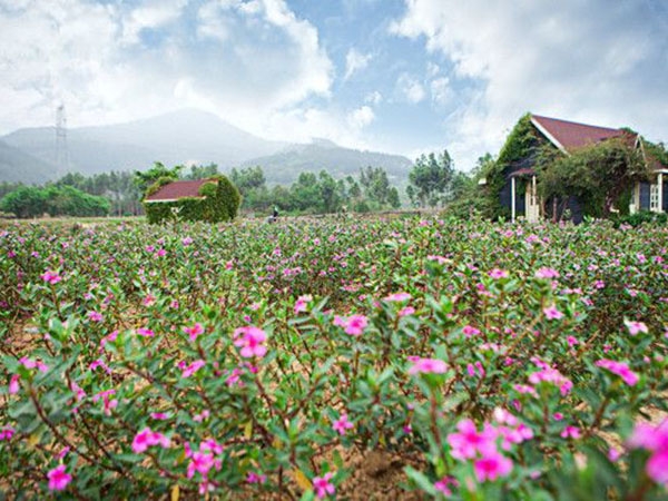 长春花花海