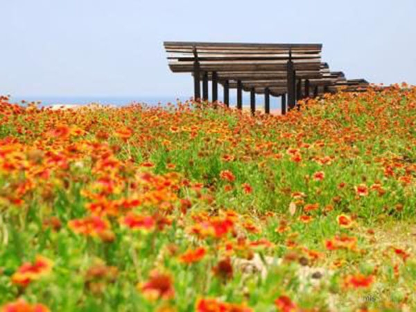 天人菊花海