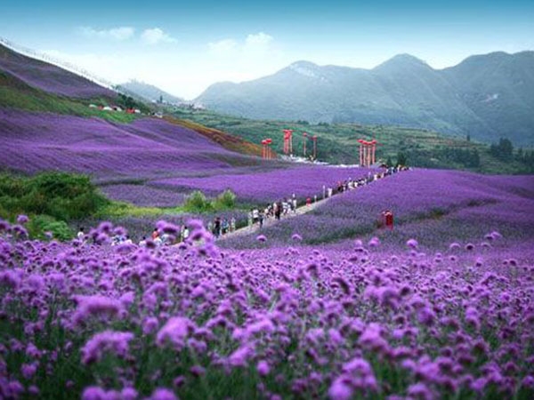 马鞭草花海