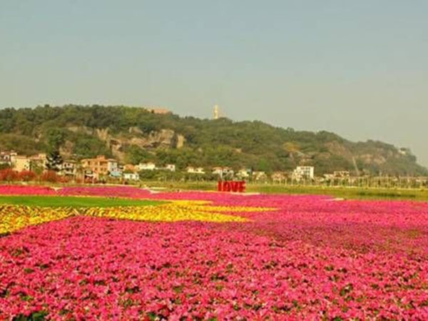 矮牵牛花海