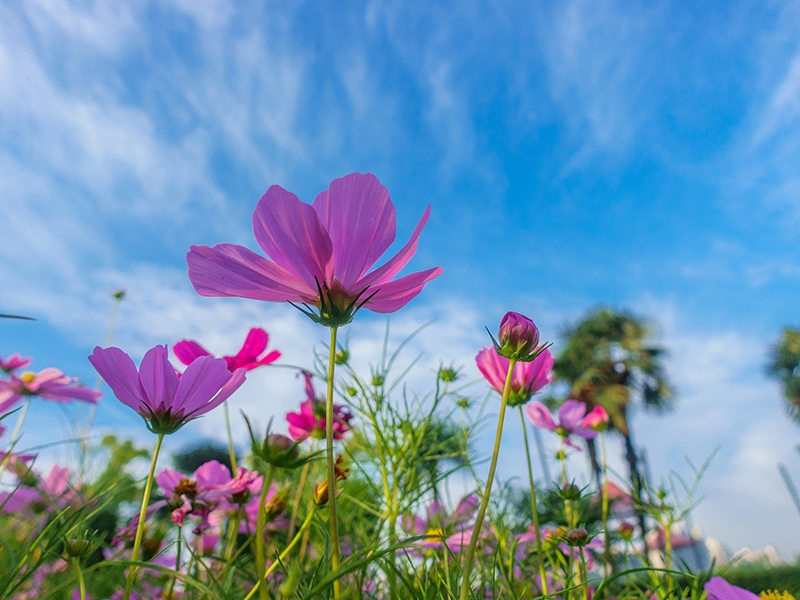 花海工程