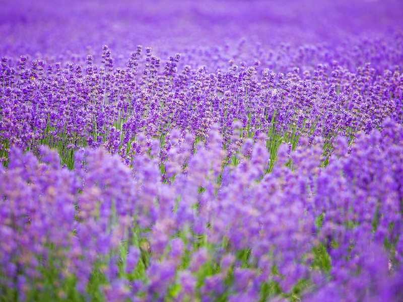 花海工程